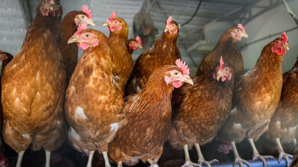 Approximately 90 "backyard flock" birds in Northern California affected by avian flu — CBS Bay Area (KPIX), Sonoma Community news