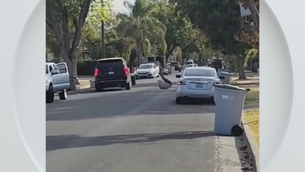 Federal immigration vehicle hits pedestrian in Woodland, police say — CBS Bay Area (KPIX), Sonoma Health news