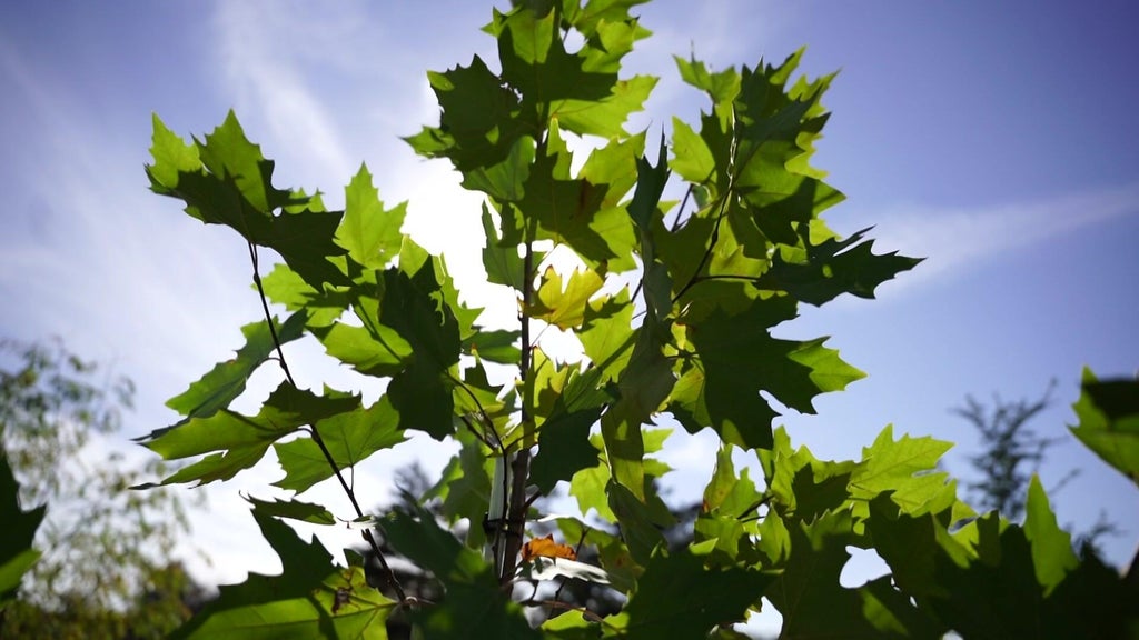 St. Paul city employees help plant trees at church in Rondo neighborhood — WCCO / CBS Minnesota, Sonoma Real Estate news