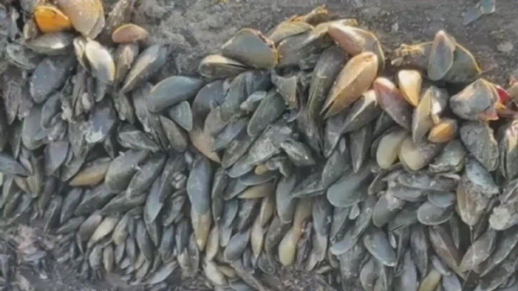 California's golden mussel invasion sparks increased concerns from Stockton-area leaders — Sonoma Government news