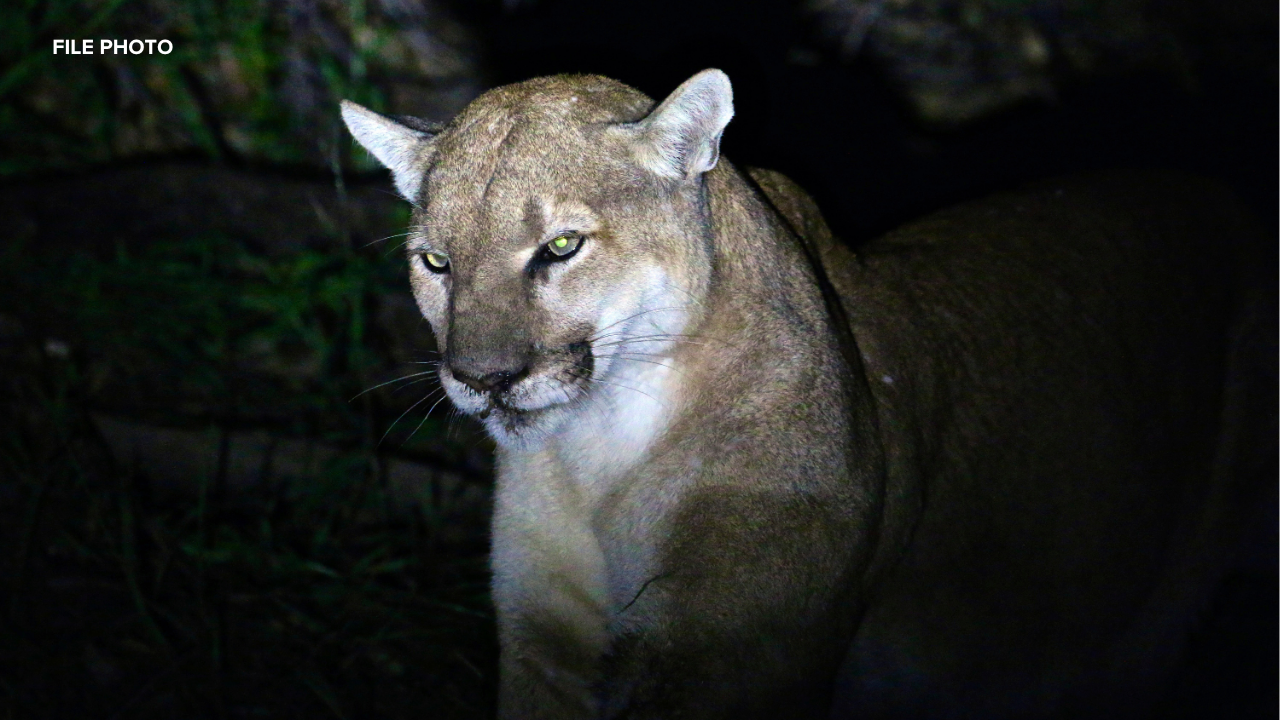 Hercules police urge caution after mountain lion sightings in neighborhood
       — ABC 7 Bay Area, Sonoma Community news