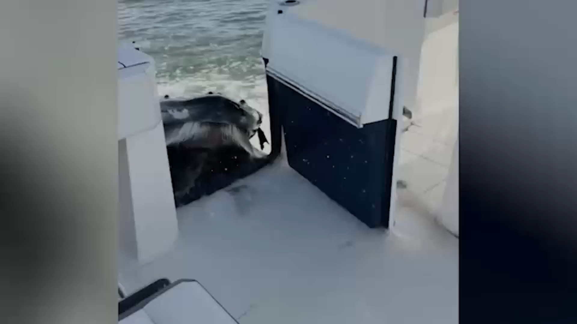 Video captures humpback whale crashing into boat off Long Island
       — ABC 7 Bay Area, Sonoma Community news