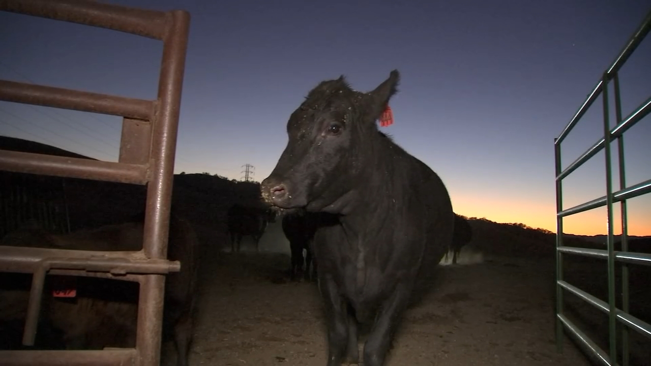 PG&E Public Safety Power Shutoffs leave Bay Area ranchers, residents frustrated
       — ABC 7 Bay Area