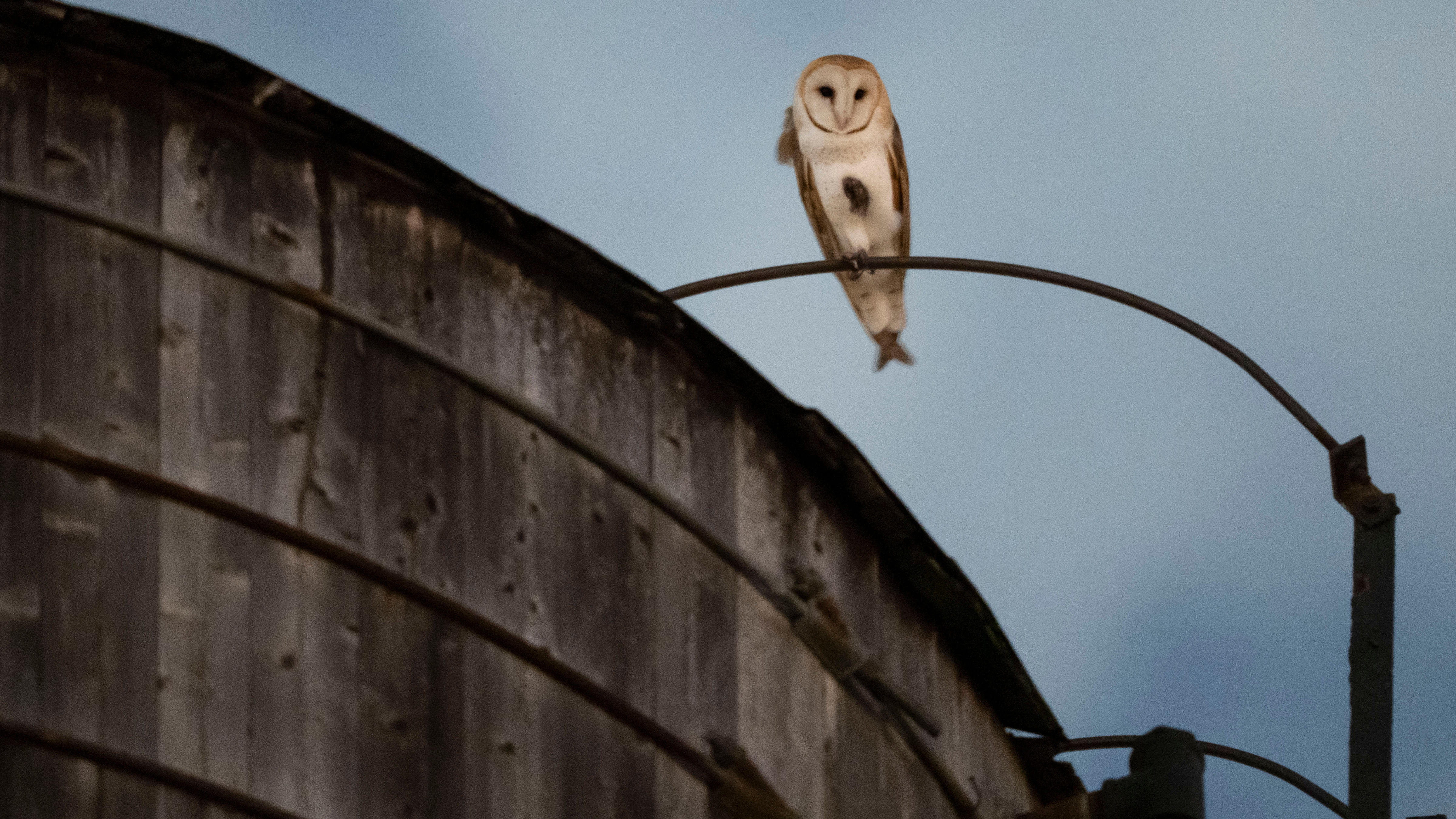 A rare family of barn owls moved into Manhattan's Upper West Side
— ABC 7 Bay Area, Sonoma Business news