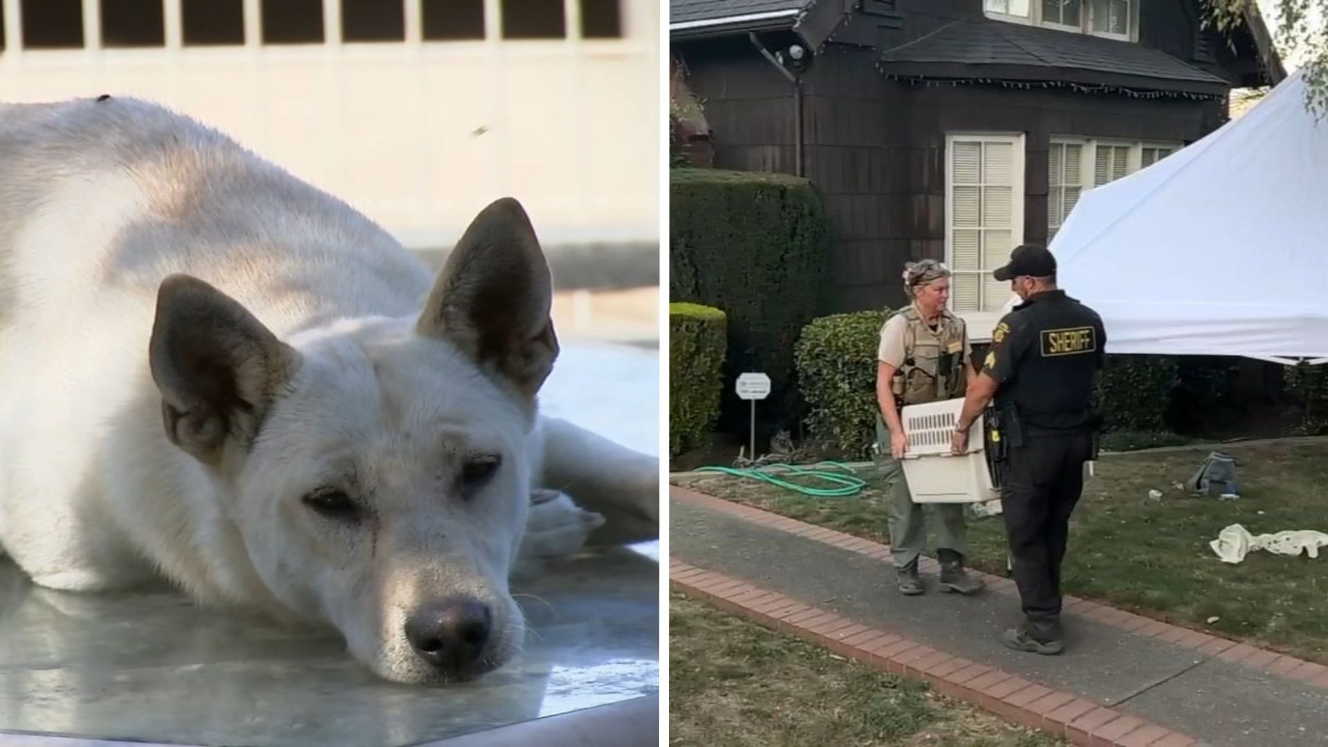 44 dogs removed from Vallejo 'hoarder' home linked to convicted breeder in animal cruelty case
       — ABC 7 Bay Area, Sonoma Real Estate news