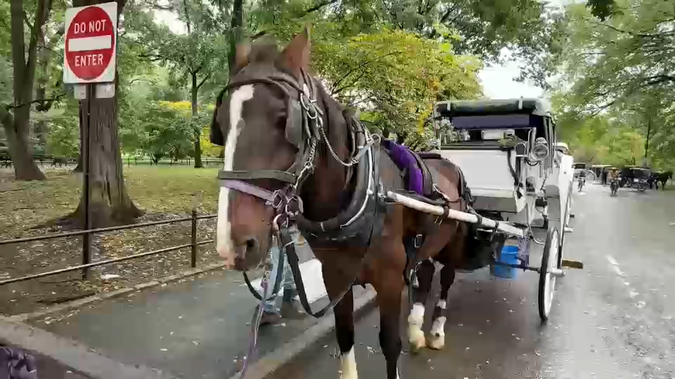 New York City Council passes law to phase out horse-drawn carriages by 2028
       — ABC 7 Bay Area, Sonoma Government news