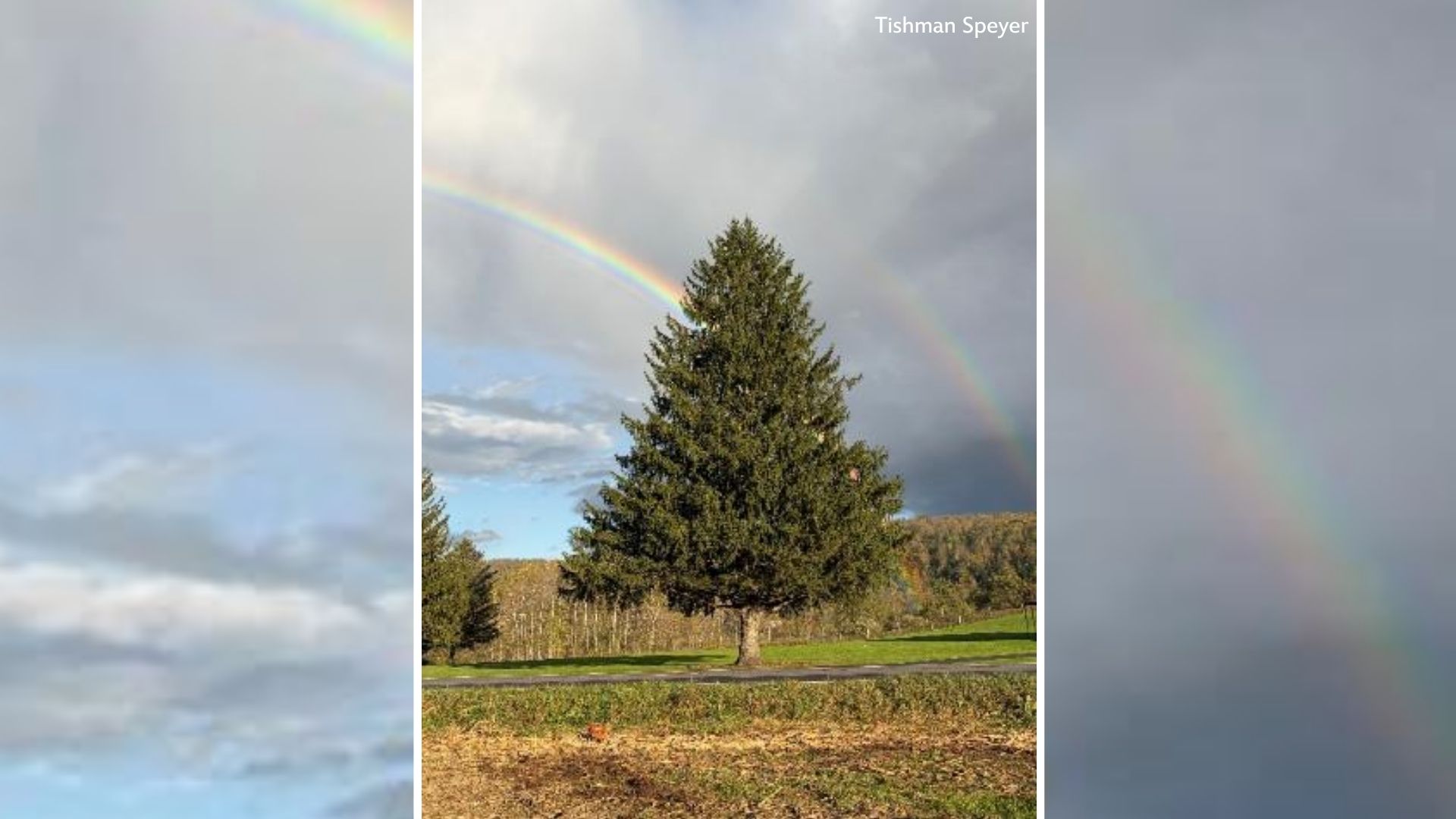 The 2026 Rockefeller Center Christmas tree has been selected
— ABC 7 Bay Area, Sonoma Community news