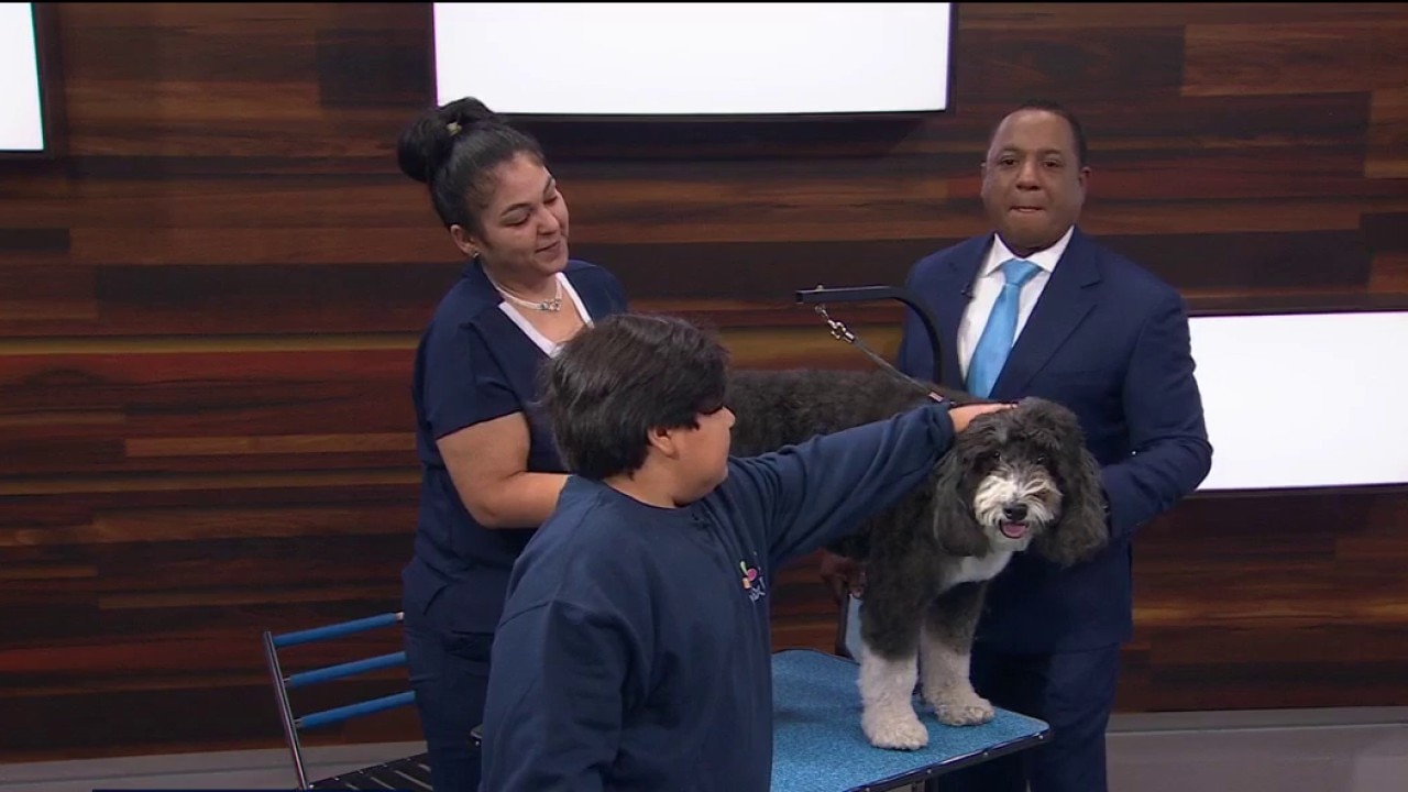 Your dog grooming questions answered — KTVU FOX 2 Bay Area, Sonoma Business news