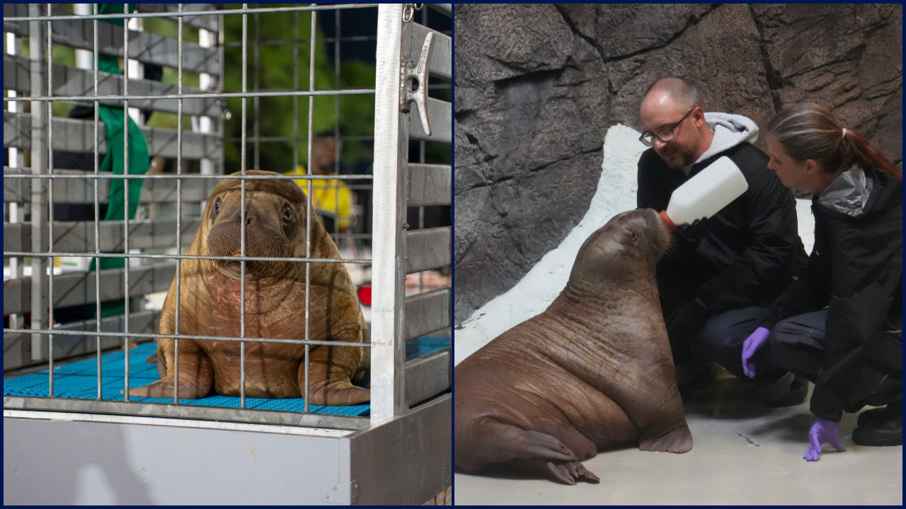 Orphaned baby walrus in Alaska flown 4,800 miles to new home in Florida — KTVU FOX 2 Bay Area, Sonoma Community news